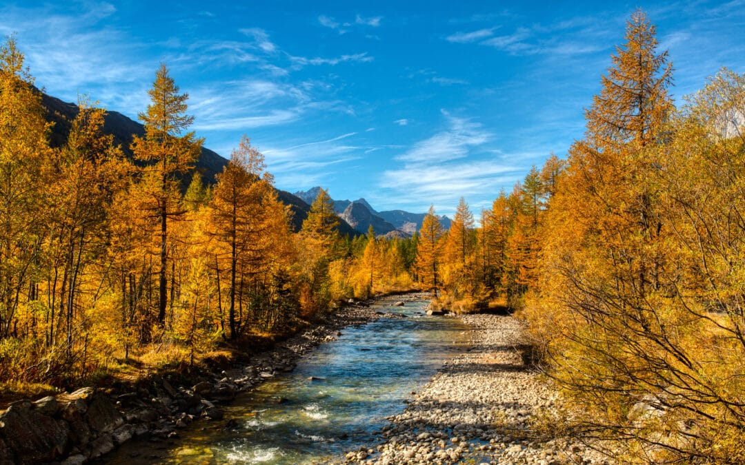 Mélèzes roux en automne