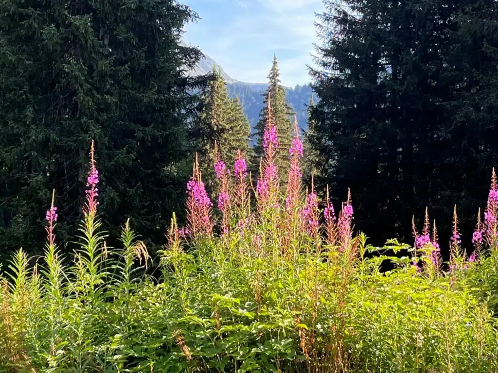 Epilobes, ces magnifiques fleurs roses des Alpes