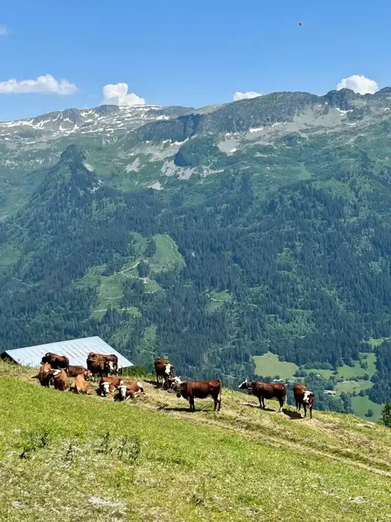 Alpage dans le Beaufortain
