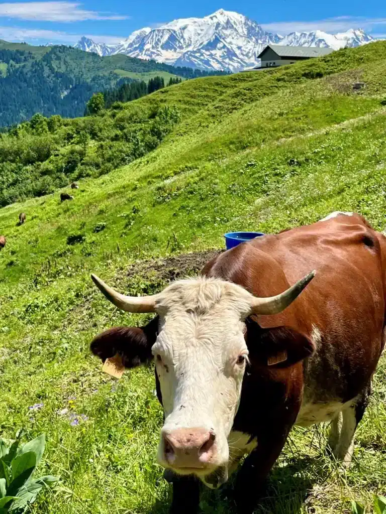 Quelles races de vaches en Savoie ?